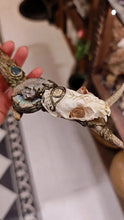 Load image into Gallery viewer, Spirit of the Wild Skull &amp; Crystal Wand Buddha padmasana