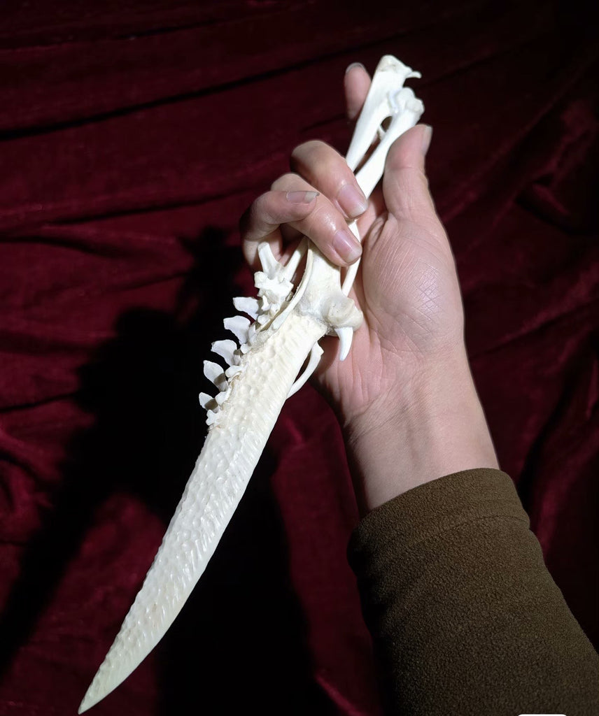 Handcrafted Bone Ritual Dagger, ethically sourced natural bone carving for witchcraft, Wicca, cosplay, gothic home decor, and occult collections. Custom orders available.